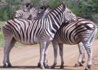 Zebra crossing. Zebra pictures free