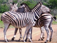 Zebra pattern, print. Download free. Royalty free