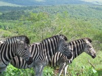 Free Stock photos to use . Free Zebra Pictures. 3
                zebra