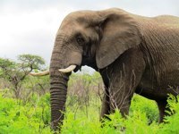 Royalty free pictures to use. Blue Elephant