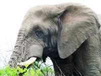 Royalty free pictures to use. Blue elephant in
                Africa