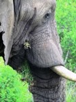 Royalty free pictures to use. Blue elephant