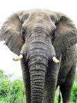 Free pictures of elephant. Blue elephant