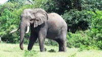 Royalty free pictures to use. Thembe Elephant Park