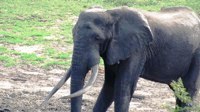Royalty free pictures to use. Tusker elephant in
                Tembe