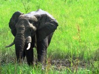 Royalty free pictures to use. Blue elephant