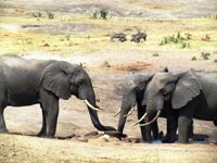 Royalty free pictures to use. Baby elephant Photos