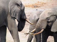 Royalty free pictures to use. Elephants bulls
                meeting