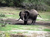 Royalty free pictures to use. Elephant shaking mud