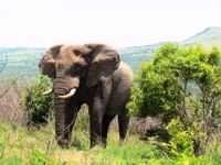Royalty free pictures to use. Hluhluwe-iMfolozi
                Elephants roaming free