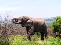 Royalty free pictures to use. Elephant feeding