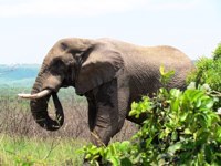 Royalty free pictures to use. Blue Elephant