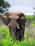 Royalty free pictures to use. Elephant King
                approaching