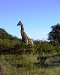 Free stock photos to use. Giraffe Jolly tall