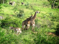 Stock photos free to use. Giraffe pictures. Giraffe
                in African landsape