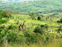 Stock photos free to use. Giraffe pictures. View
                Hlulhuwe