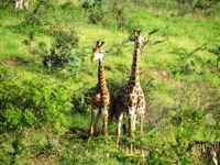 Stock photos free to use. Giraffe pictures. Giraffe
                facts
