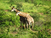Stock photos free to use. Giraffe pictures.
                Brothers