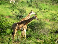 Stock photos free to use. Giraffe pictures. Giraffe
                little