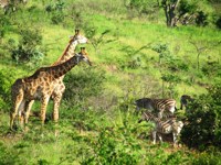 Stock photos free to use. Giraffe pictures. Free
                images