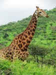 Stock photos free to use. Giraffe pictures. Old
                male giraffe. Fun facts