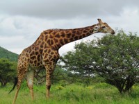 Stock photos free to use. Giraffe pictures.
                Browsing time