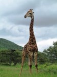 Stock photos free to use. Giraffe pictures. Giraffe
                in Africa