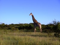 Stock photos free to use. Giraffe pictures.
                Hluhluwe-iMfolozi Park