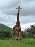 Stock photos free to use. Giraffe pictures free to
                download