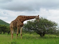 Stock photos free to use. Giraffe pictures. Happy
                Sophie