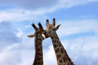 Stock photos free to use. Giraffe pictures. Loving
                giraffe