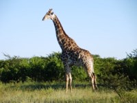 Stock photos free to use. Giraffe pictures. Cute
                giraffe baby