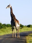 Giraffe on road, Stock photos free to use. Giraffe
                pictures.
