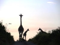 Royalty free Stock photos free to use. Giraffe
                pictures.