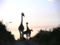 Royalty free Stock photos free to use. Giraffe
                pictures. Mother and Baby giraffe silouette