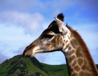 Royalty free Stock photos free to use. Giraffe
                pictures. Sophie the Giraffe