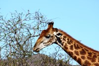 Stock photos free to use. Giraffe pictures.
                Feeding