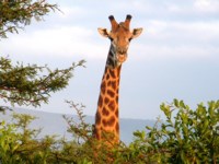 Royalty free Stock photos free to use. Giraffe
                pictures. Loch Ness giraffe