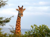 Royalty free Stock photos free to use. Giraffe
                pictures.