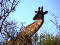 Royalty free Stock photos free to use. Giraffe
                pictures. My website