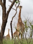 Stock photos free to use. Giraffe pictures. Giraffe
                eating Acacia
