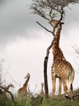 Stock photos free to use. Giraffe pictures. Sophie
                the Giraffe