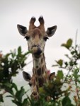 Stock photos free to use. Giraffe pictures. close
                up Sophie the giraffe