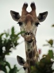 Stock photos free to use. Giraffe pictures. Giraffe
                being curios