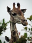 Stock photos free to use. Giraffe pictures.