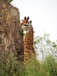 Stock photos free to use. Baby Giraffe pictures.
                Cute Baby
