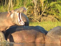 Free Photos of Hippos. Free stock photos to use.
                Hippos in St Lucia town