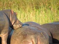 Free Photos of Hippos. Free stock photos to use.
                Baby Hippo. Chomp