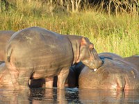 Free Photos of Hippos. Free stock photos to use.
                Baby hippo licking mom