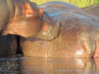 Free Photos of Hippos. Free stock
              photos to use. How many people do hippos kill